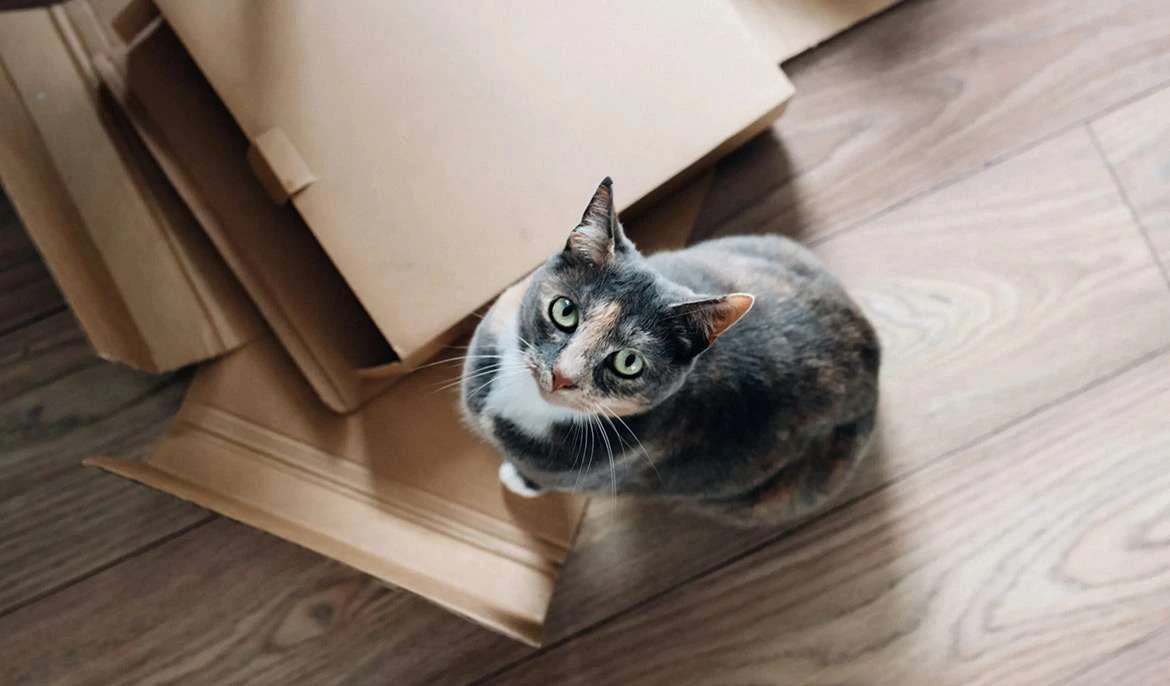 Mudanza con gatos a una nueva casa: consejos para un traslado exitoso 2 mudanzas con gatos